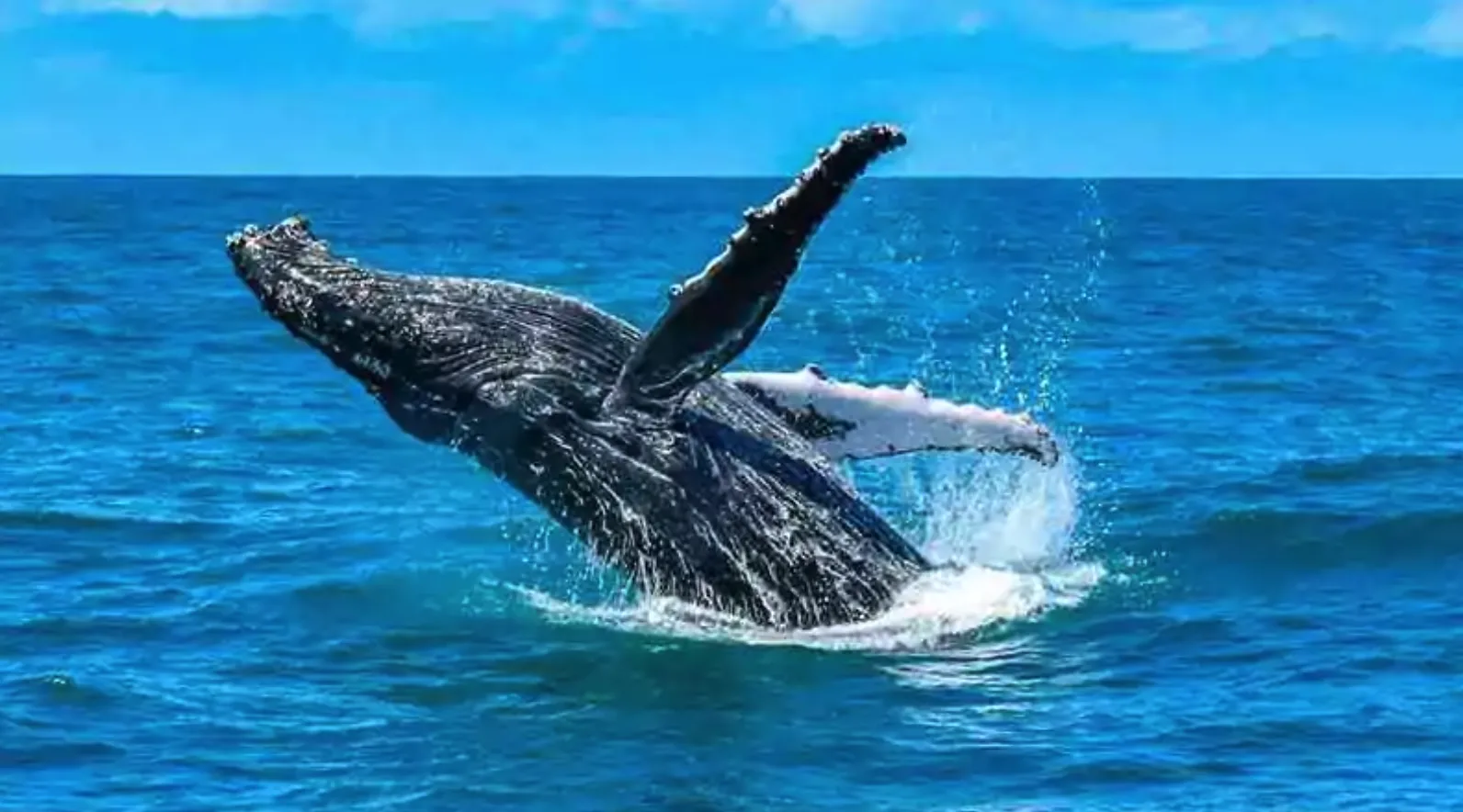 Ballena jorobada saltando en el mar cerca de Porto Seguro, Bahía, en la temporada de julio a octubre
