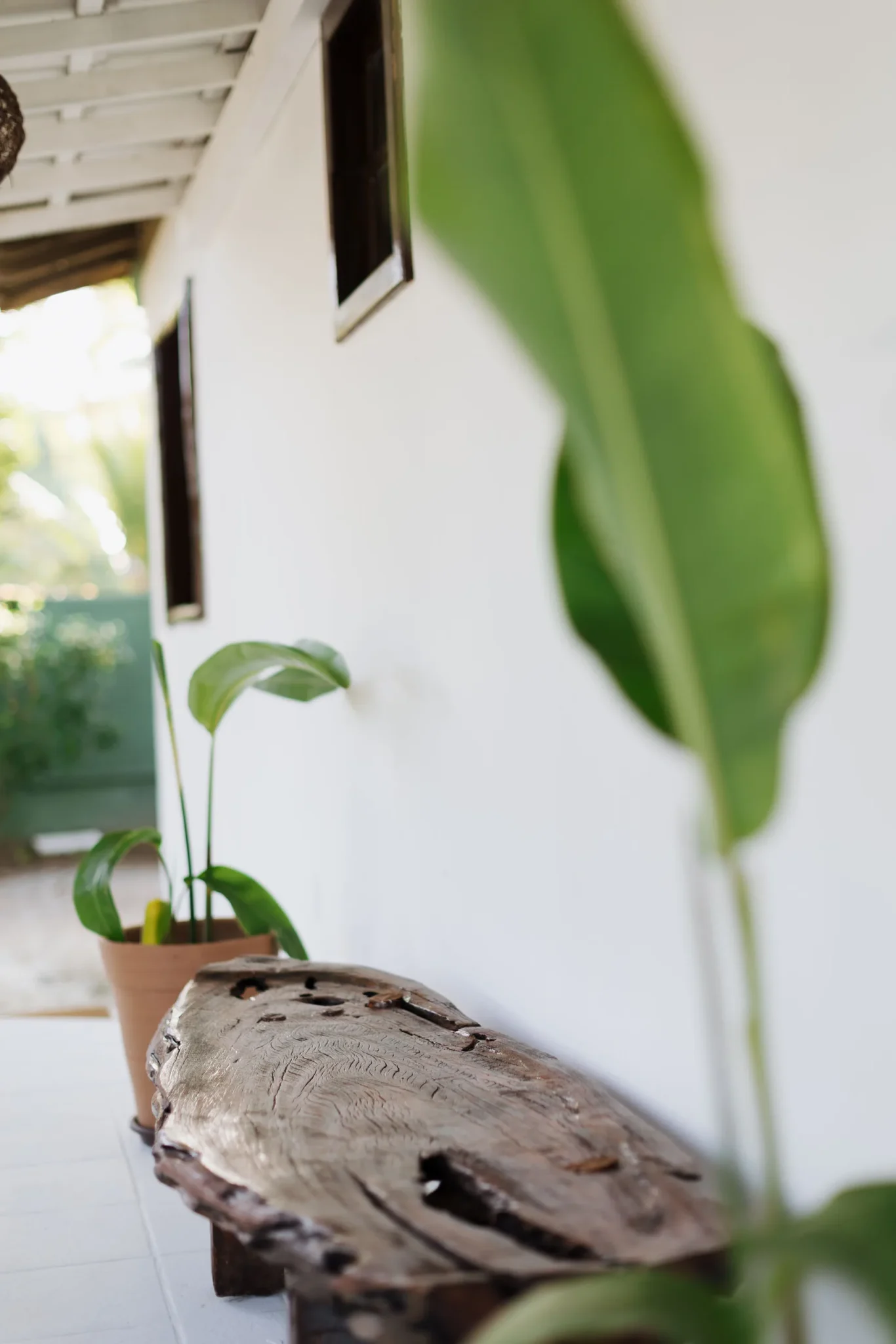 Plante tropicale près de la fenêtre dans le Chalet pour 6 personnes de l’Azorai