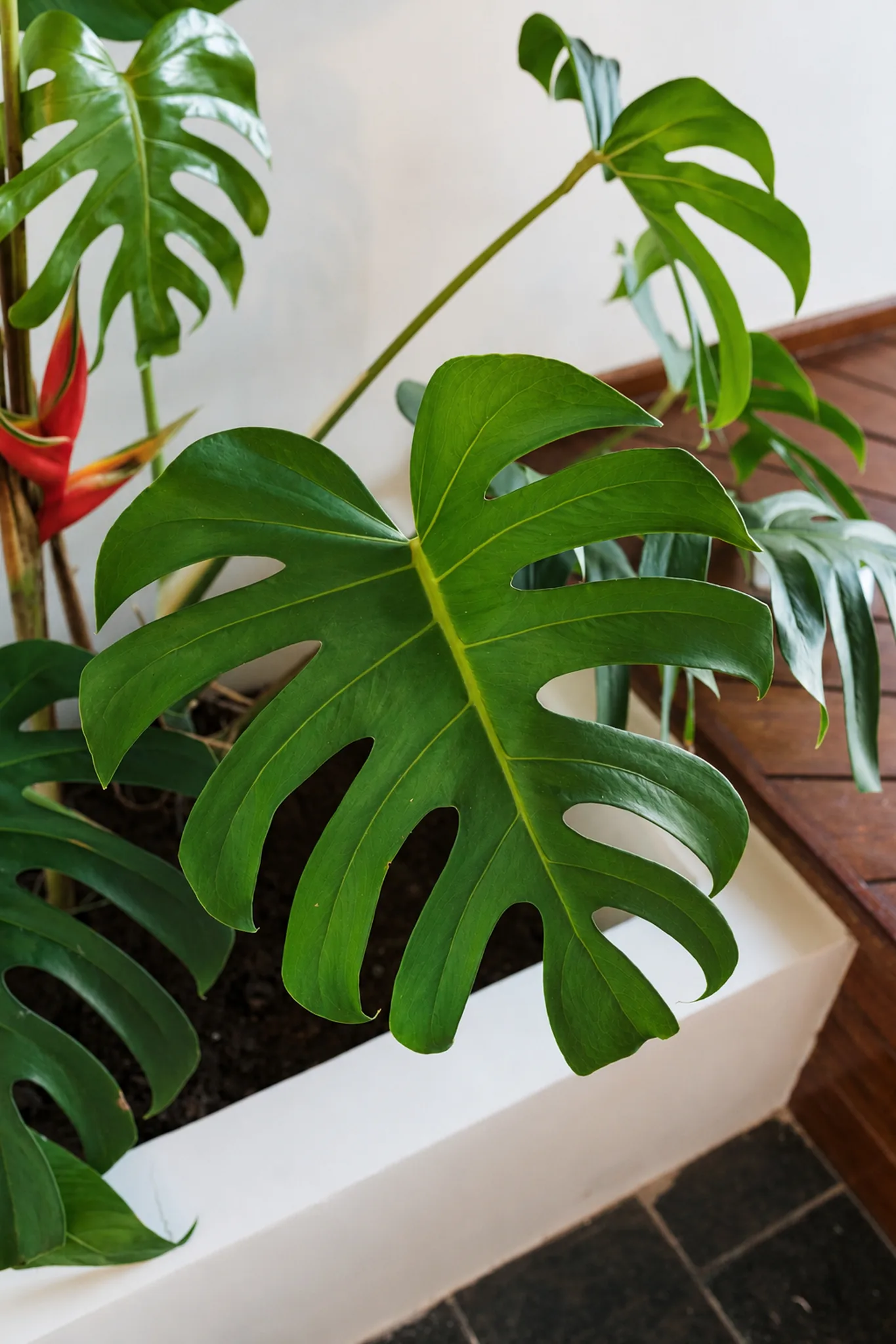 Monstera et plantes tropicales dans la Suite Vue Mer de l’Azorai